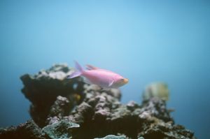 (Untitled)