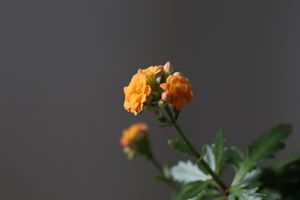 (Untitled)