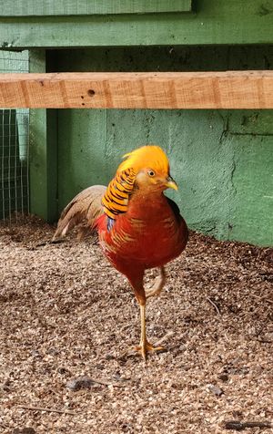 (Untitled)