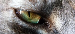 (Untitled)