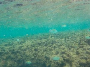 (Untitled)