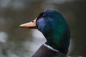 (Untitled)