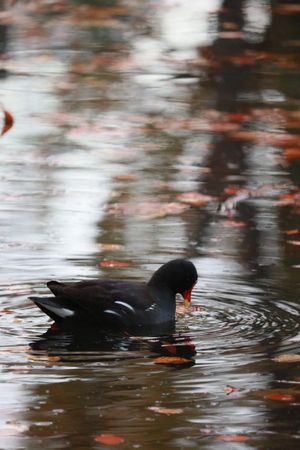 (Untitled)
