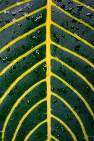 (Untitled)